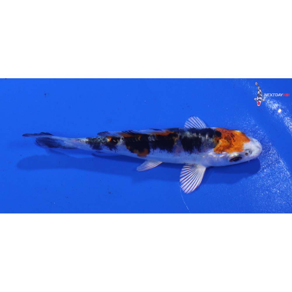 3” Imported Heisei Nishiki