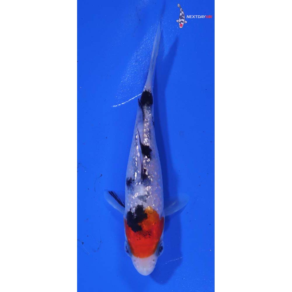 3” Imported Gin Rin Sanke