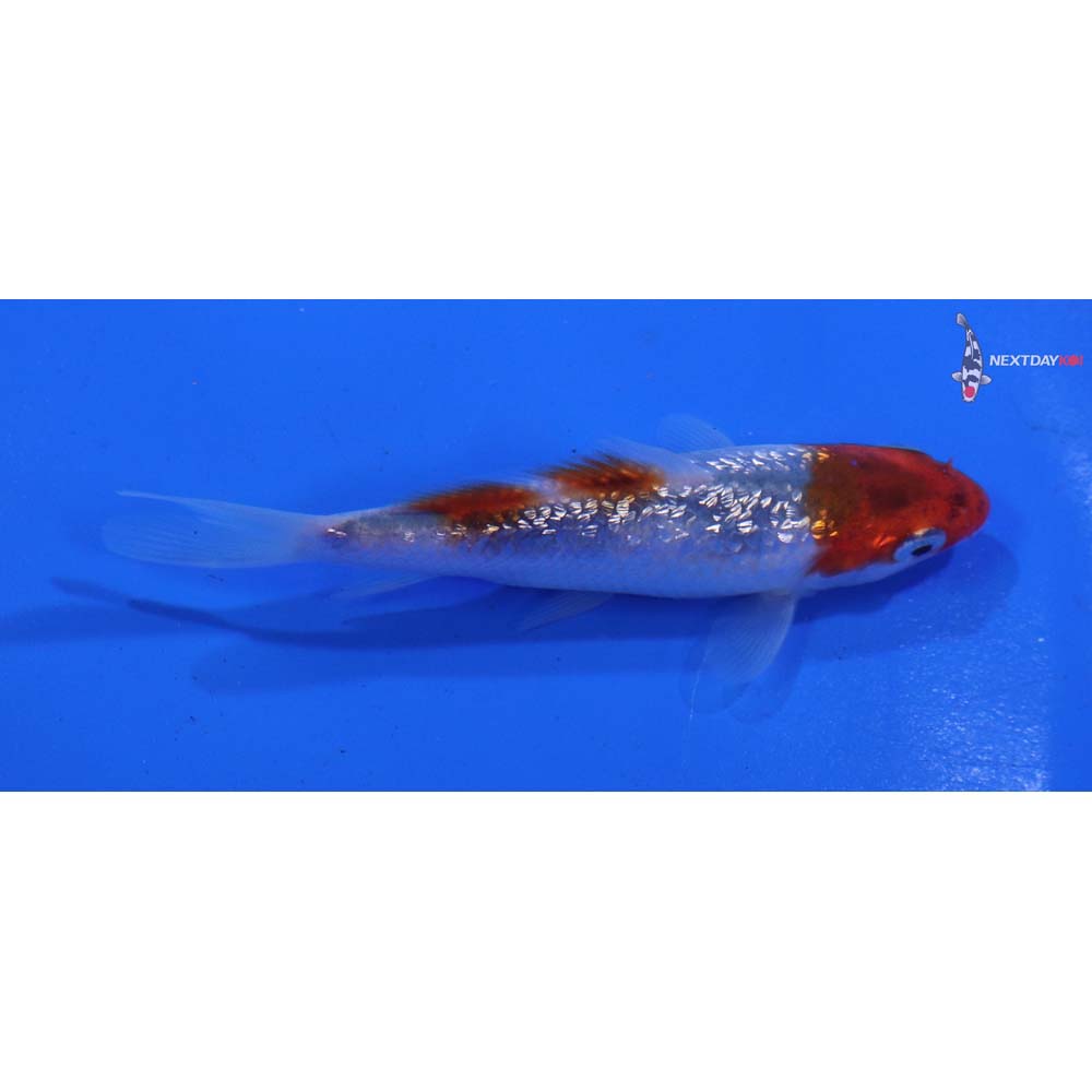 3.5” Imported Gin Rin Goromo