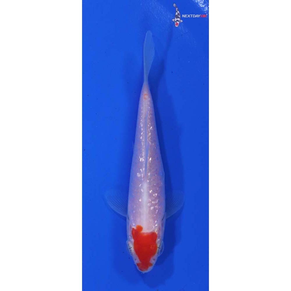 3.5” Imported Gin Rin Kohaku