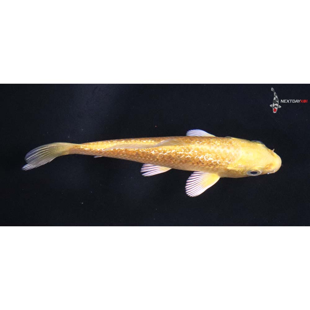 4” Imported Gin Rin Yamabuki Ogon