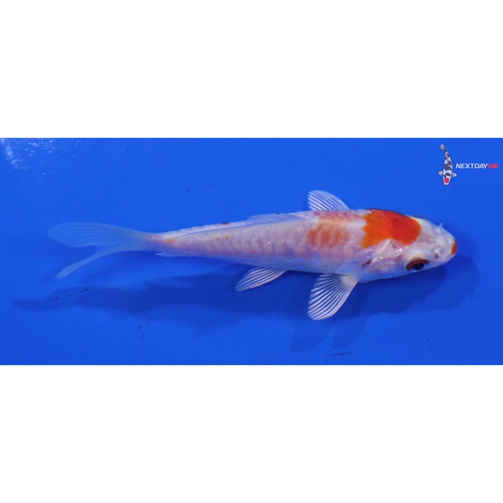 3” Imported Armor Scaled Hariwake