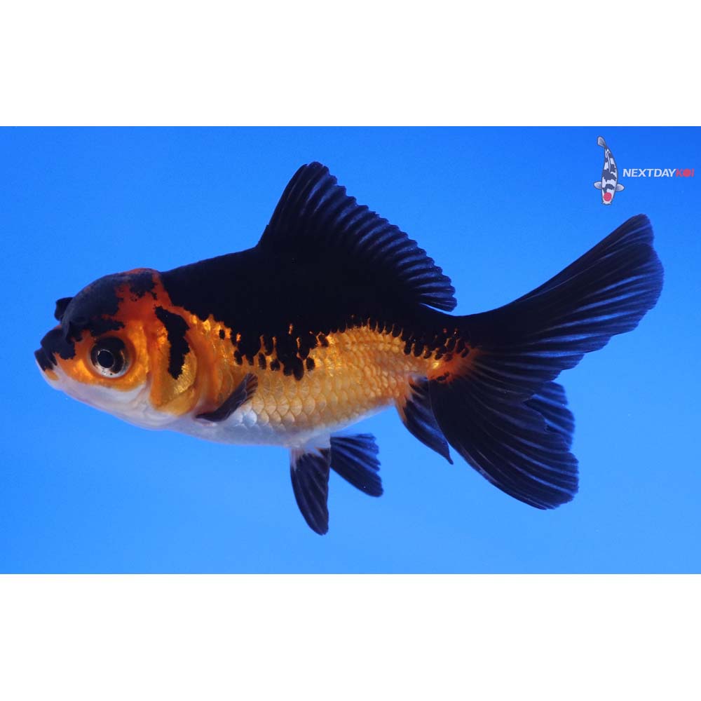 3” Imported Tri Color Oranda