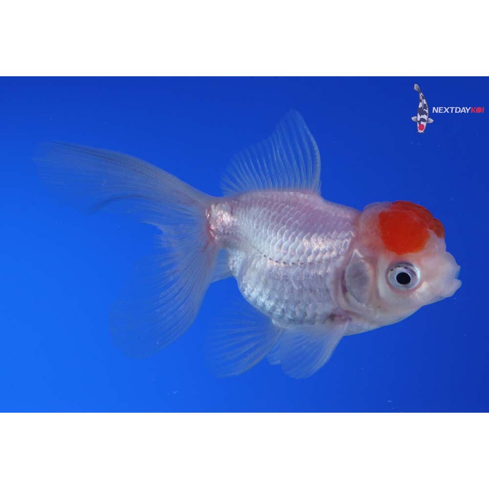 3” Imported Redcap Oranda