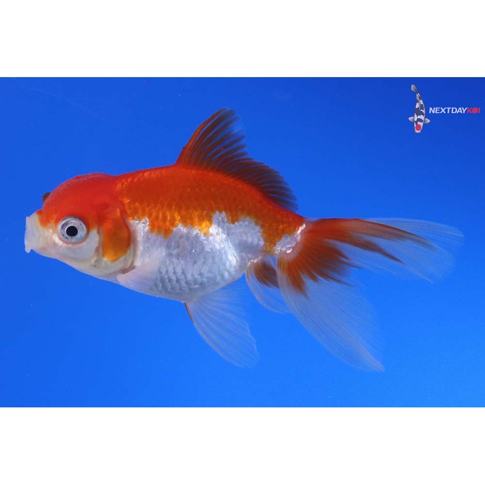 3” Imported Red and White Oranda