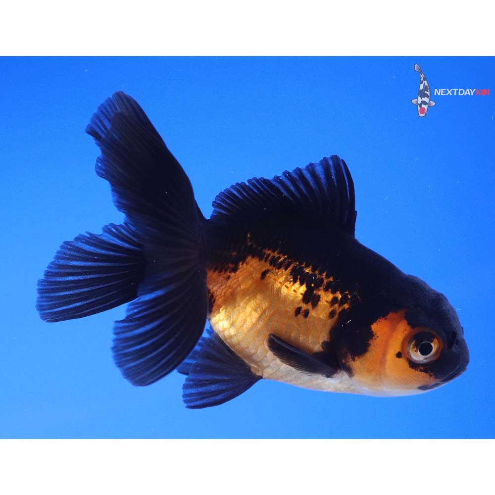 3” Imported Red and Black Oranda