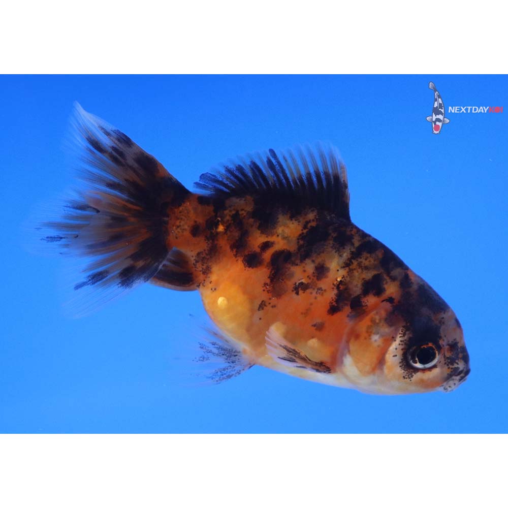 3” Imported Calico Oranda