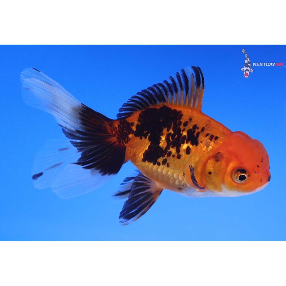 3.5” Imported Tri Color Oranda