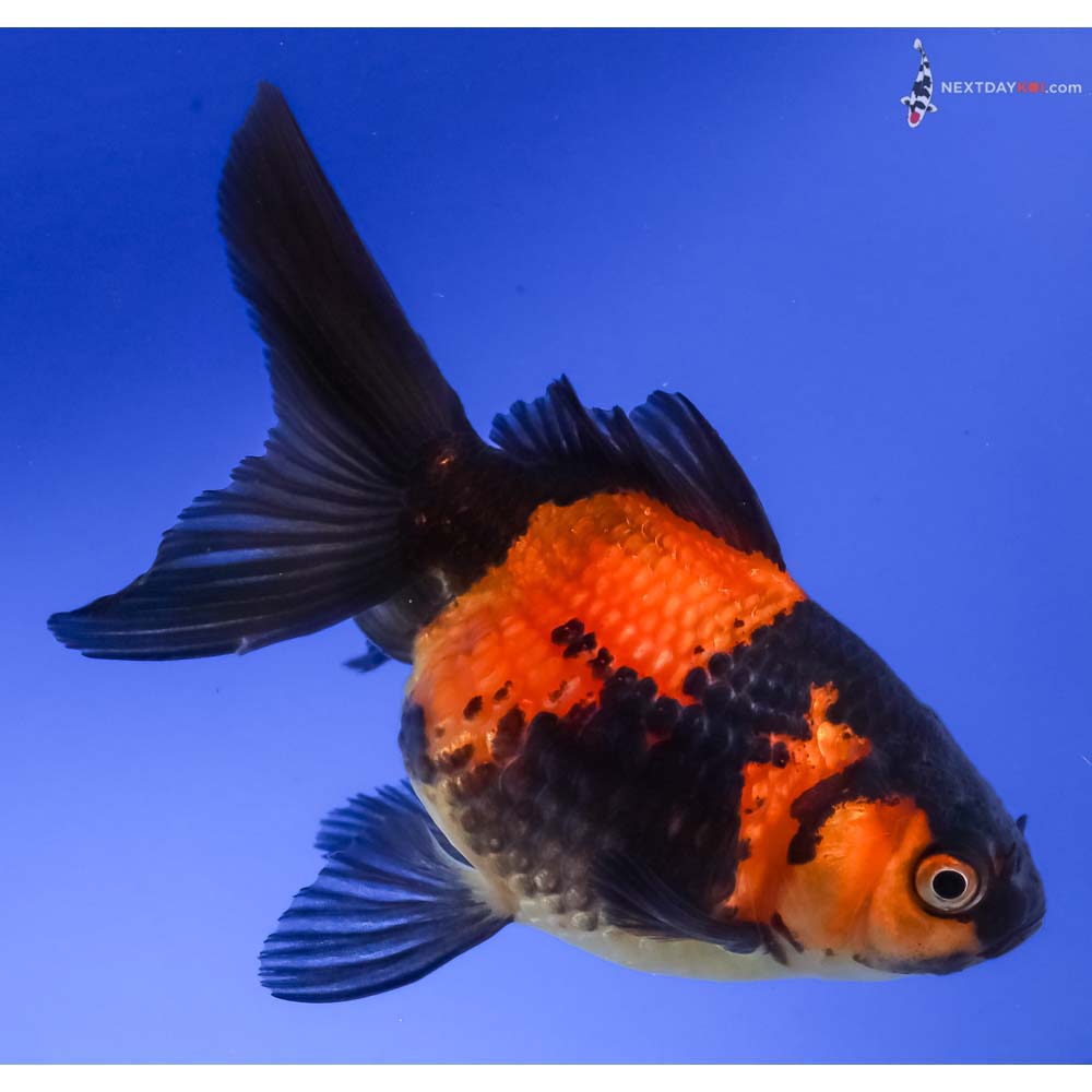 4.5” Imported Red and Black Pearlscale