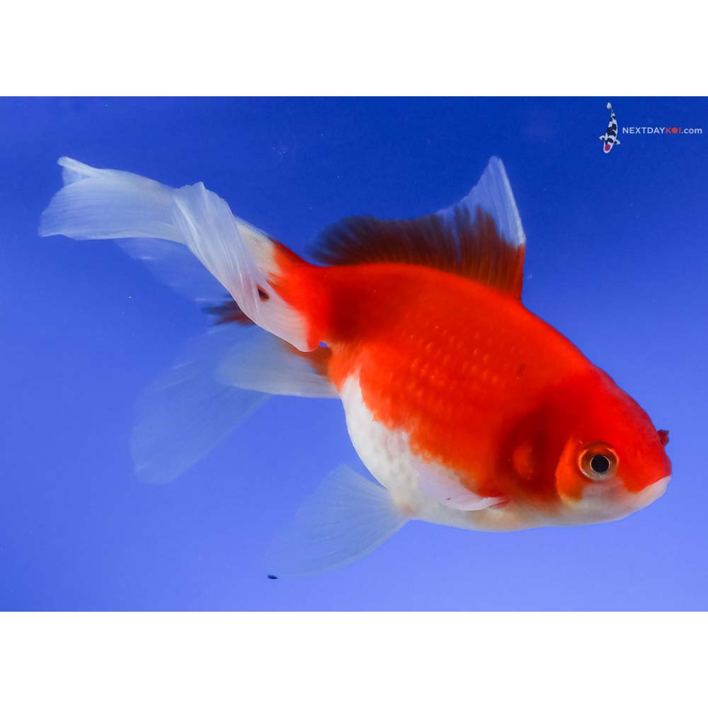 4.5” Imported Male Red and White Pearlscale