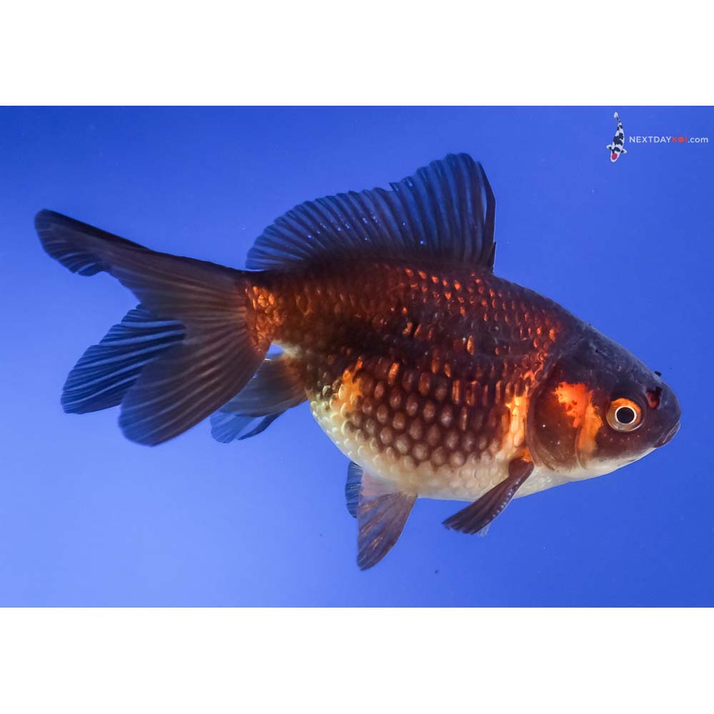 4” Imported Male Red and Black Pearlscale