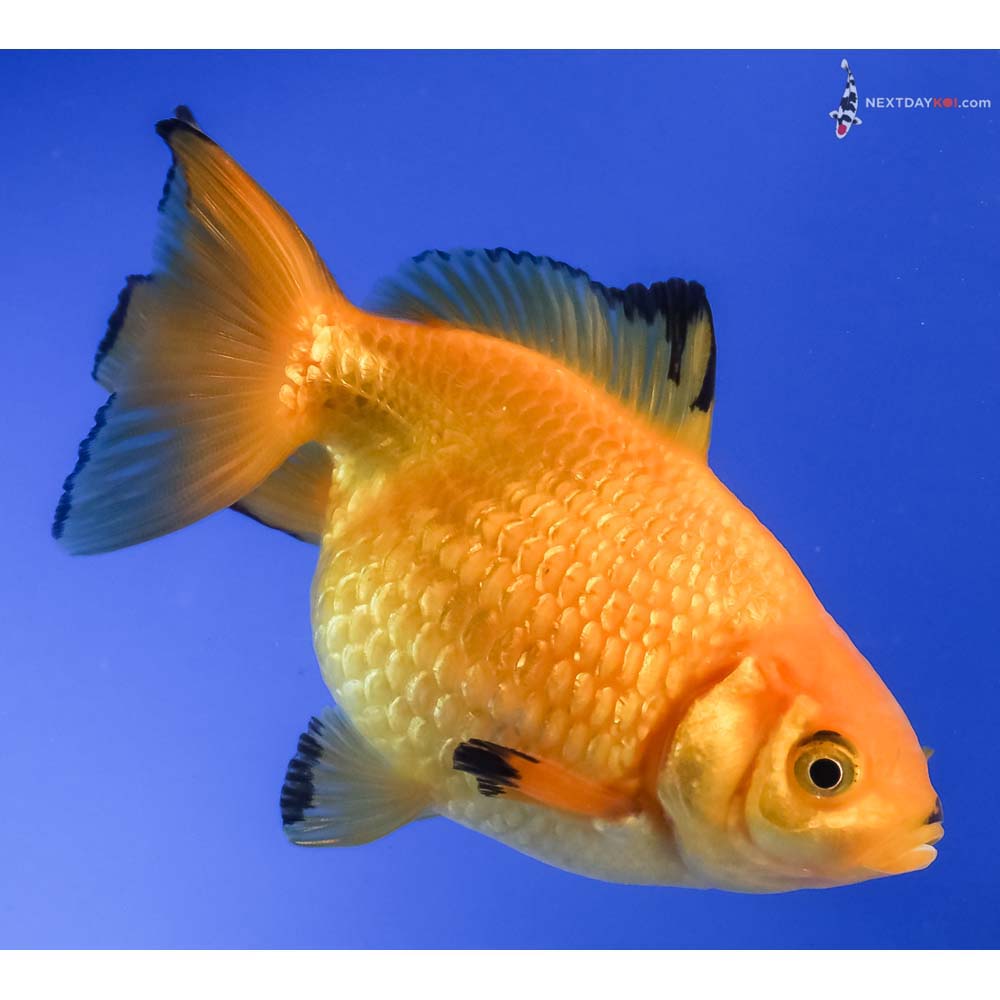 4” Imported Male Yellow and Black Pearlscale