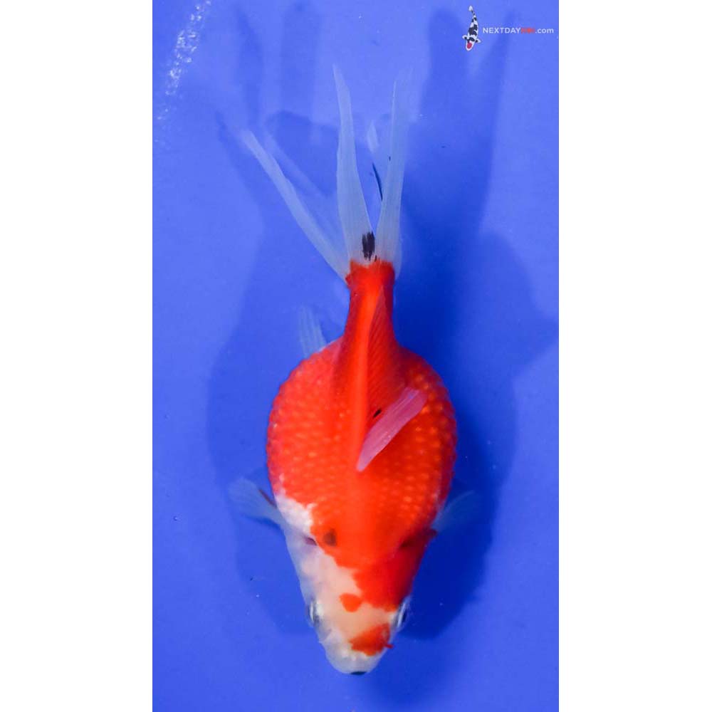 4” Imported Red and White Pearlscale