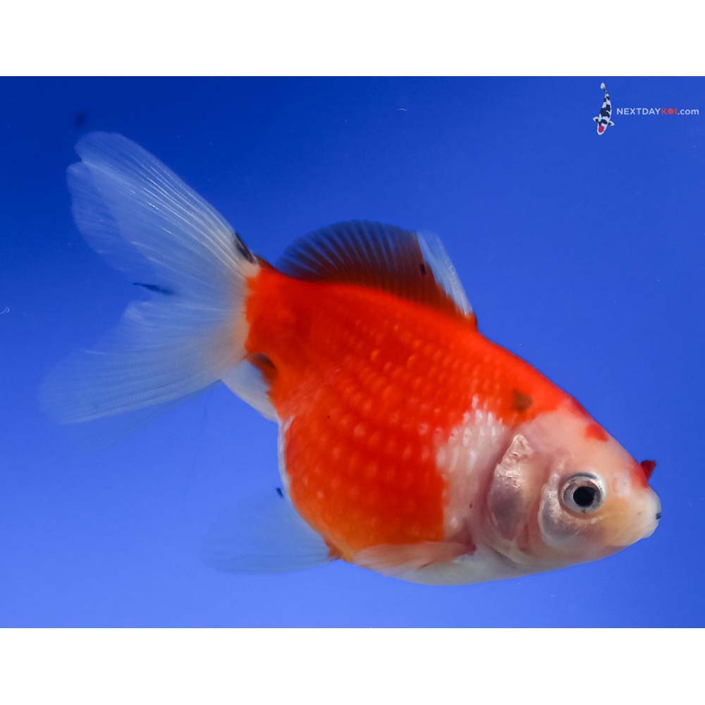 4” Imported Red and White Pearlscale