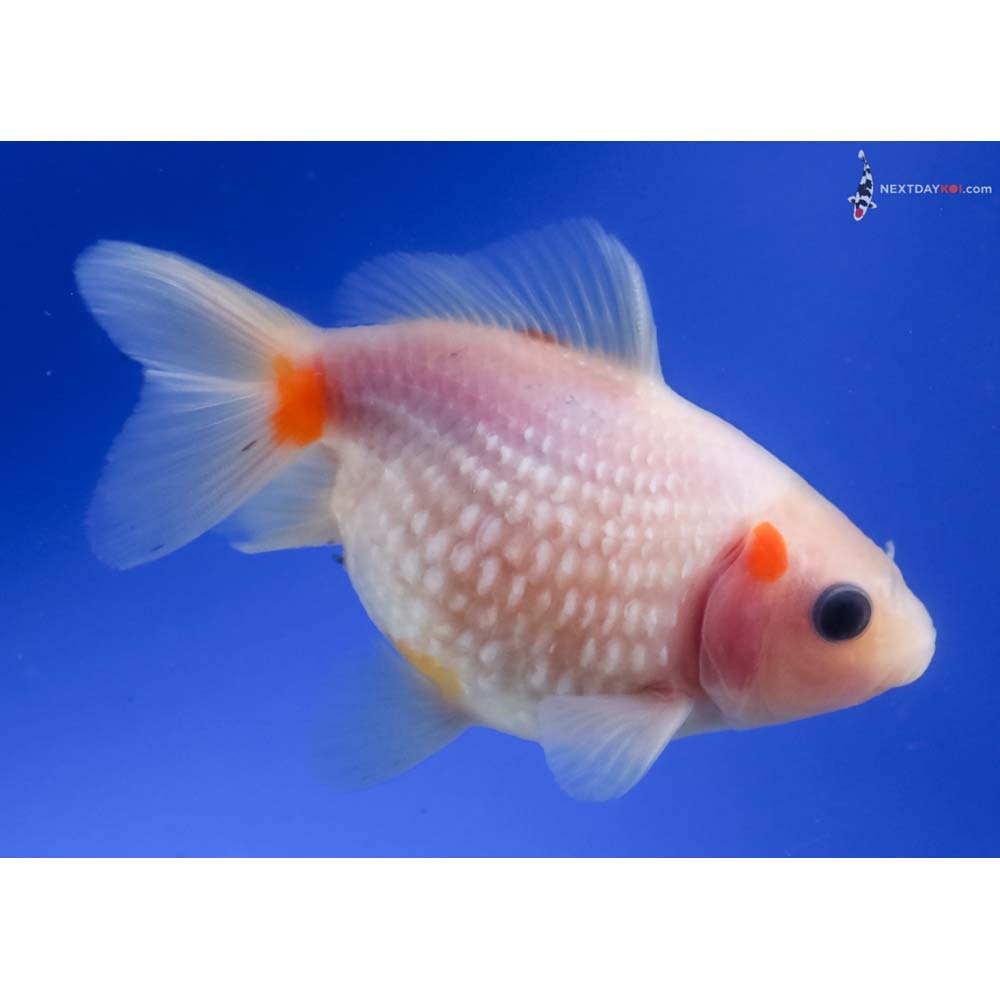 4” Imported Red and White Pearlscale