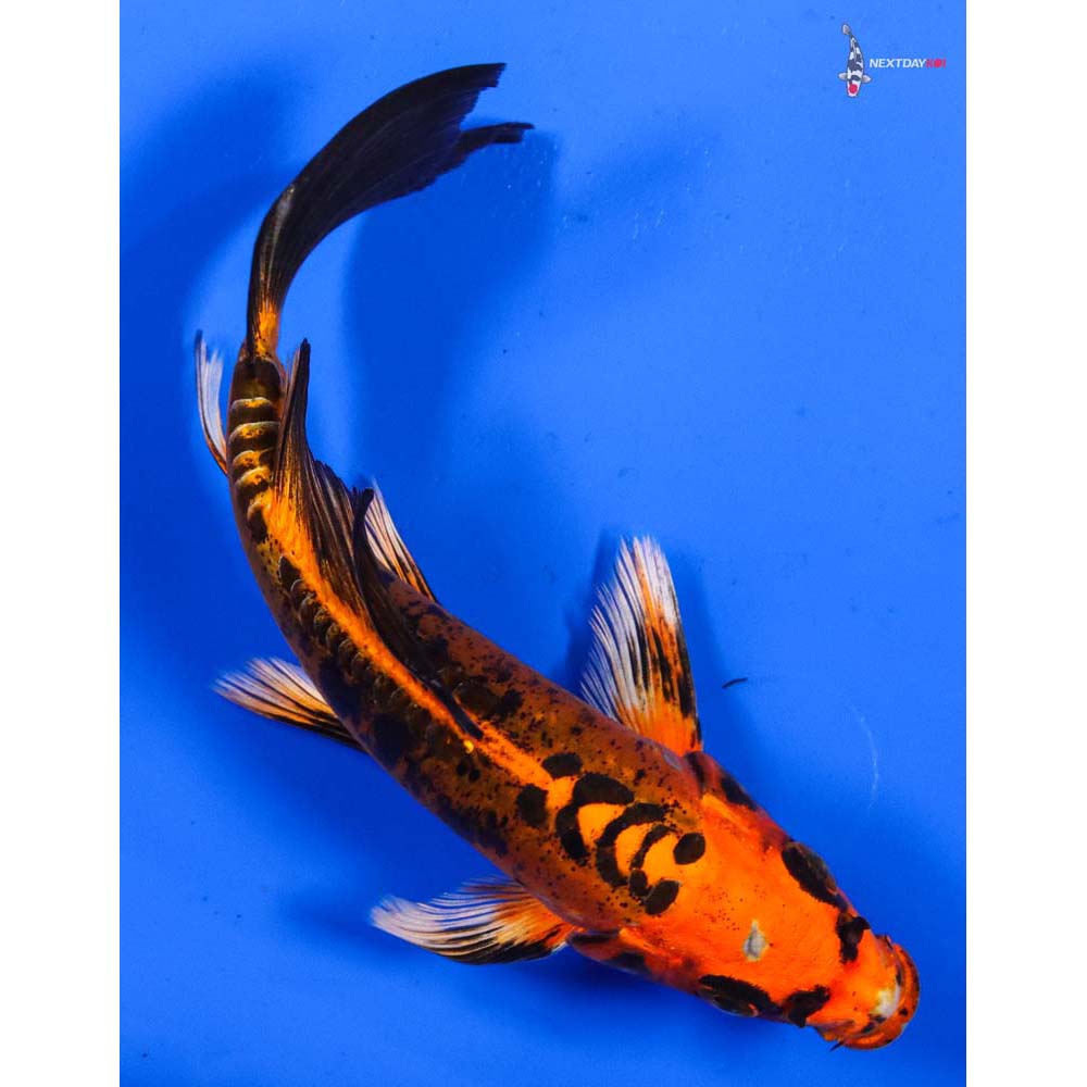 6” Imported Doitsu Orenji Matsuba Butterfly Koi