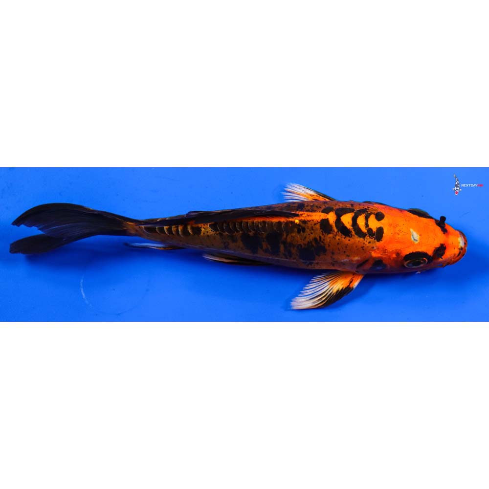 6” Imported Doitsu Orenji Matsuba Butterfly Koi