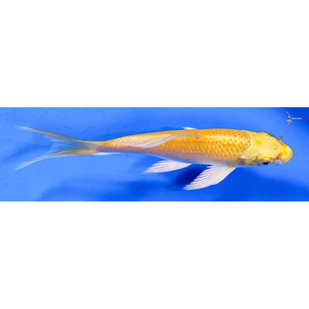 6” Imported Yamabuki Ogon Butterfly Koi
