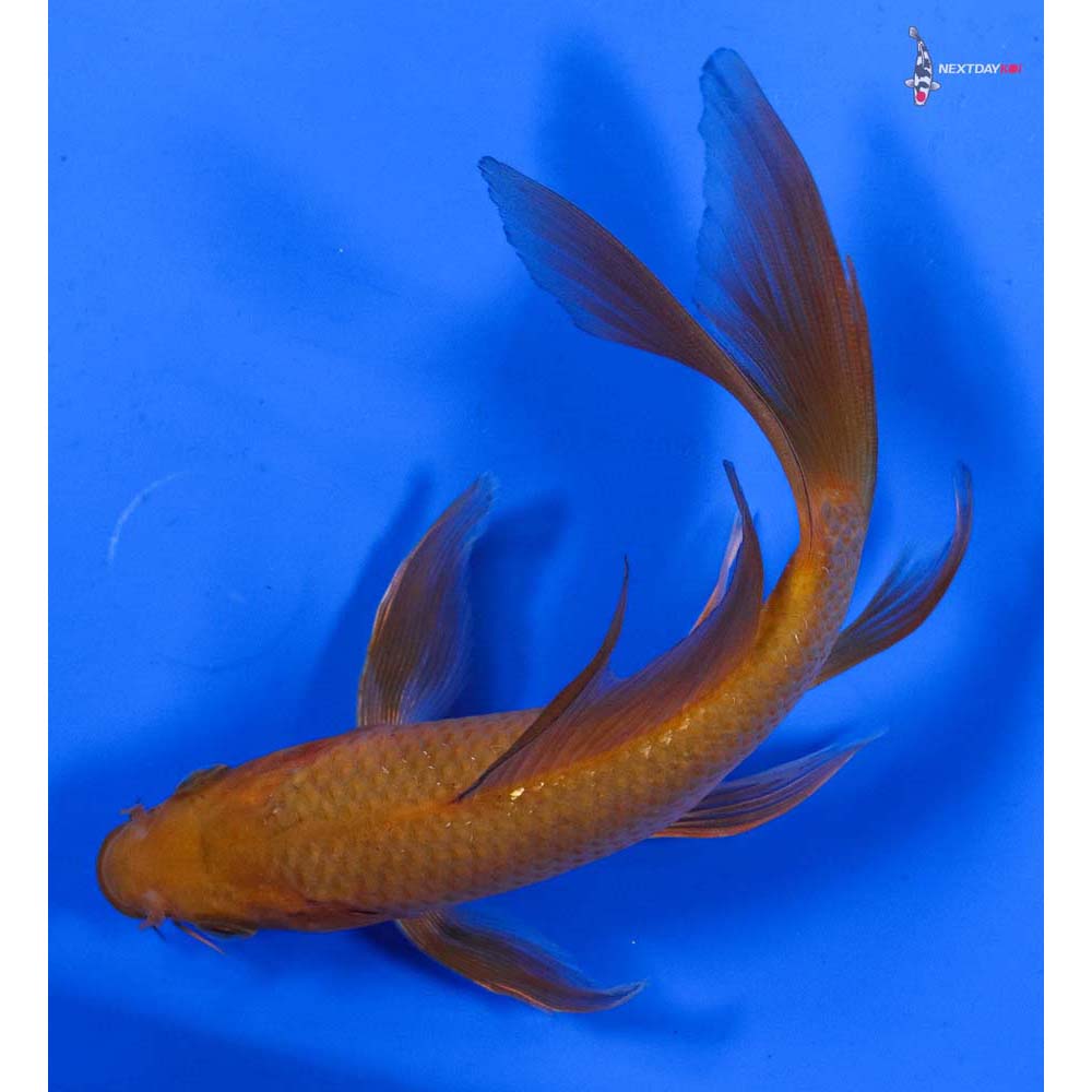 6” Imported Chagoi Butterfly Koi
