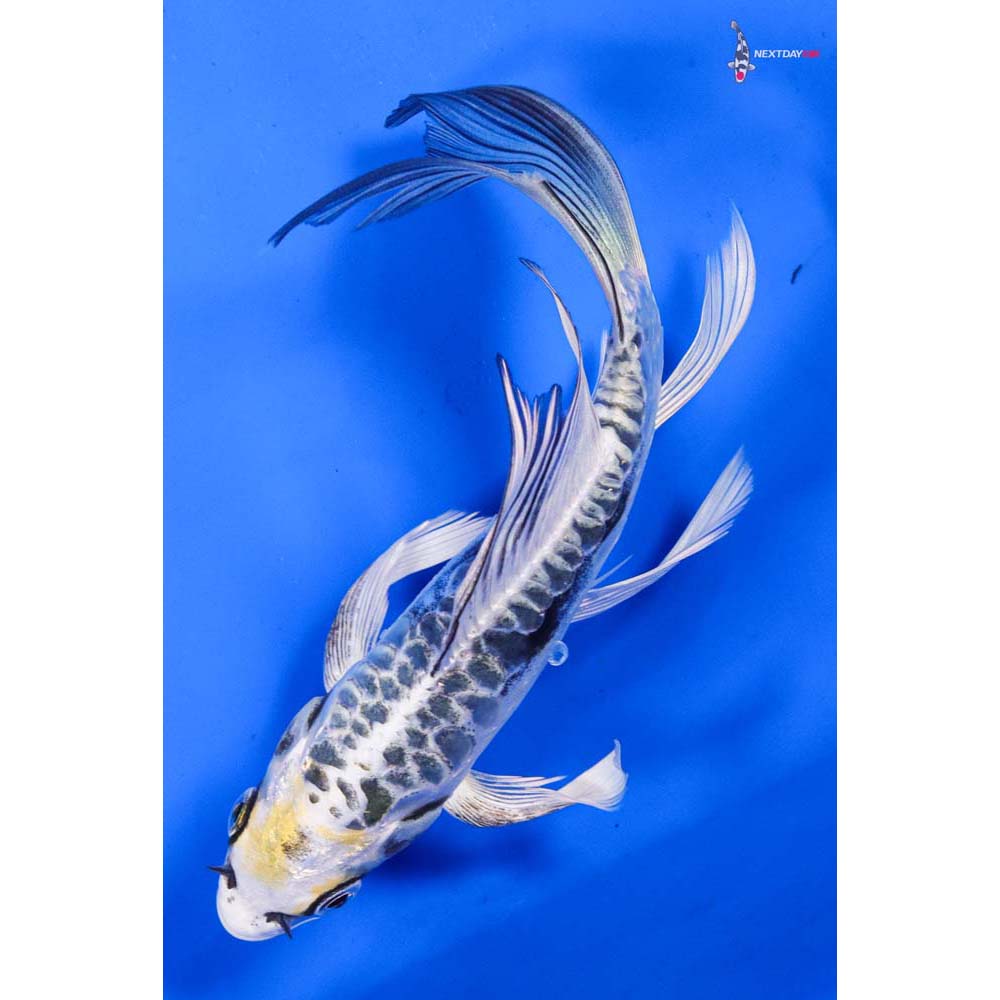 6” Imported Armor Scaled Kujaku Butterfly Koi