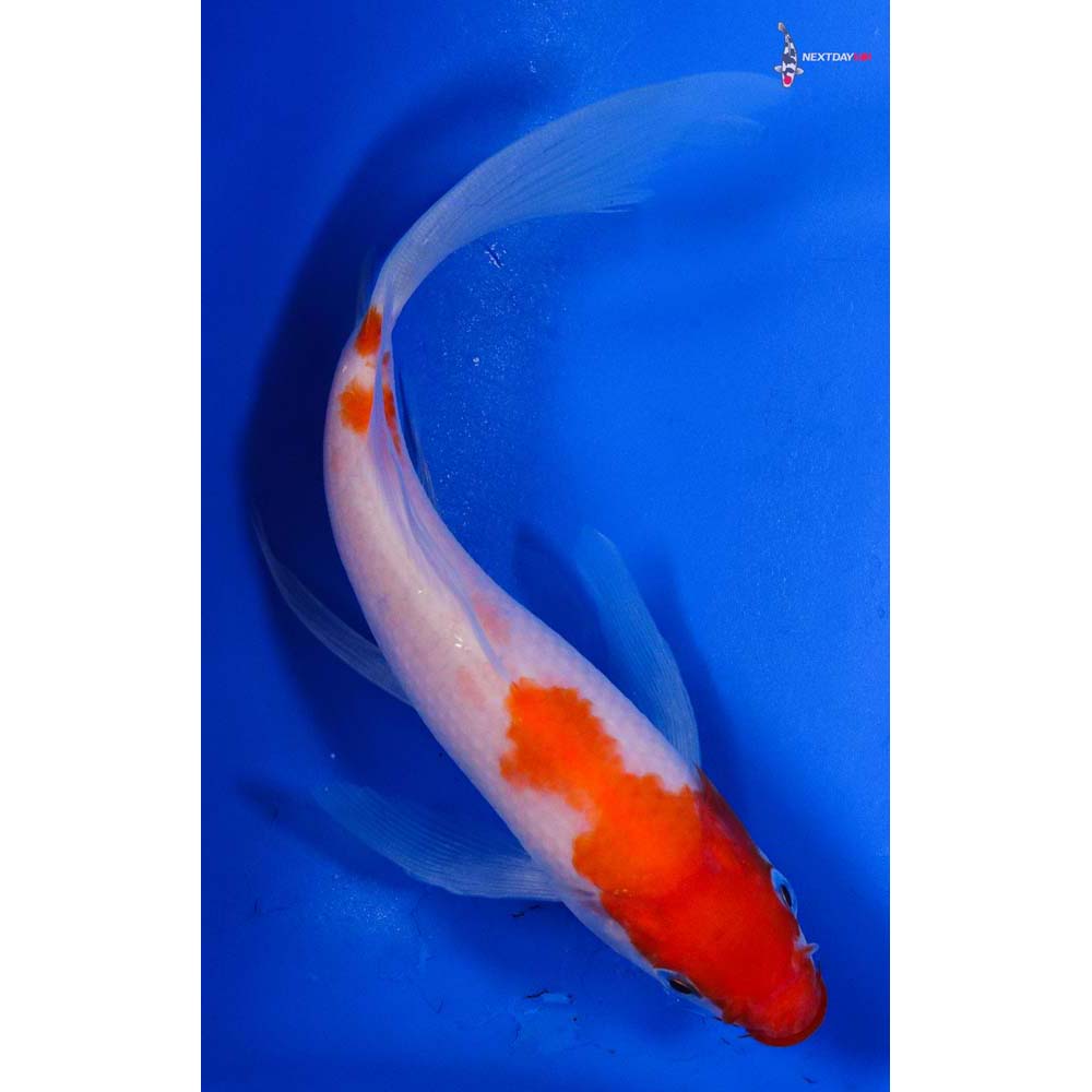 6.5” Imported Kohaku Butterfly Koi