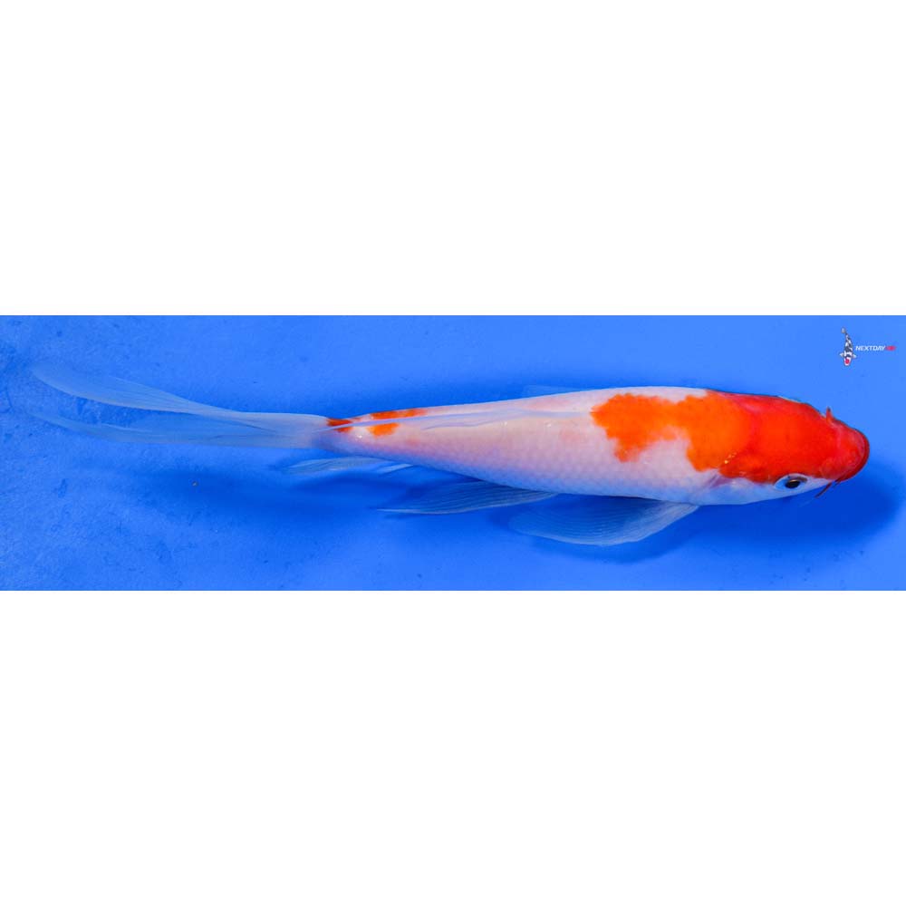 6.5” Imported Kohaku Butterfly Koi