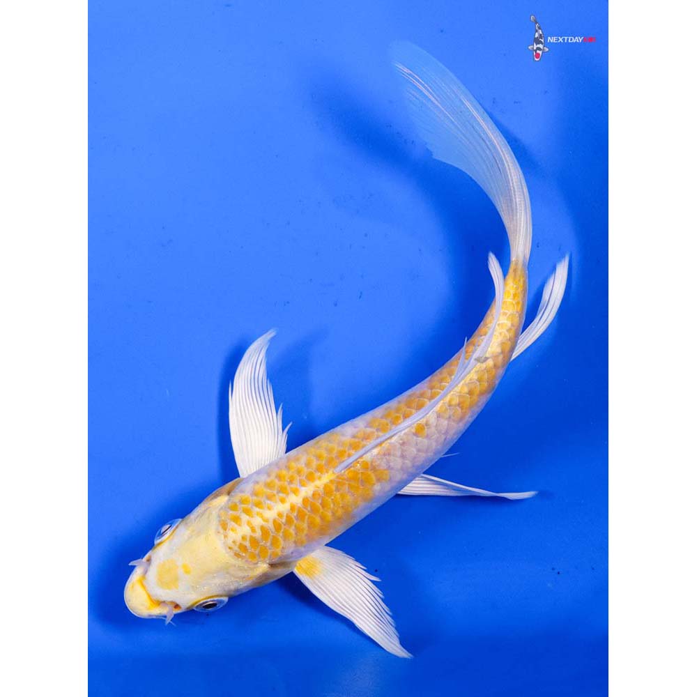 6.5” Imported Lemon Hariwake Butterfly Koi