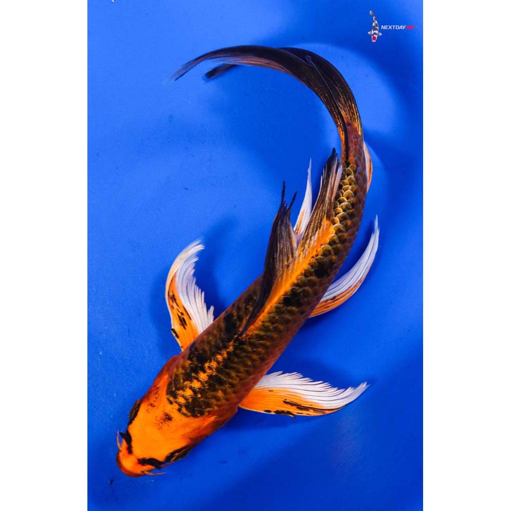 6.5” Imported Orenji Matsuba Butterfly Koi