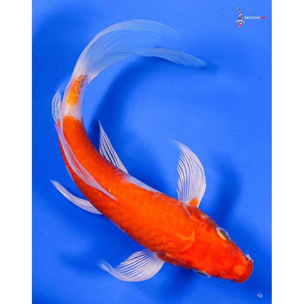 6.5” Imported Hariwake Butterfly Koi
