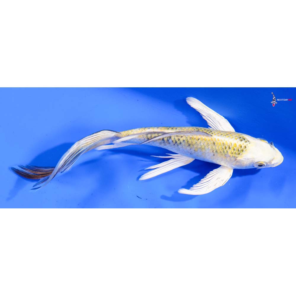 7” Imported Yamato Nishiki Butterfly Koi