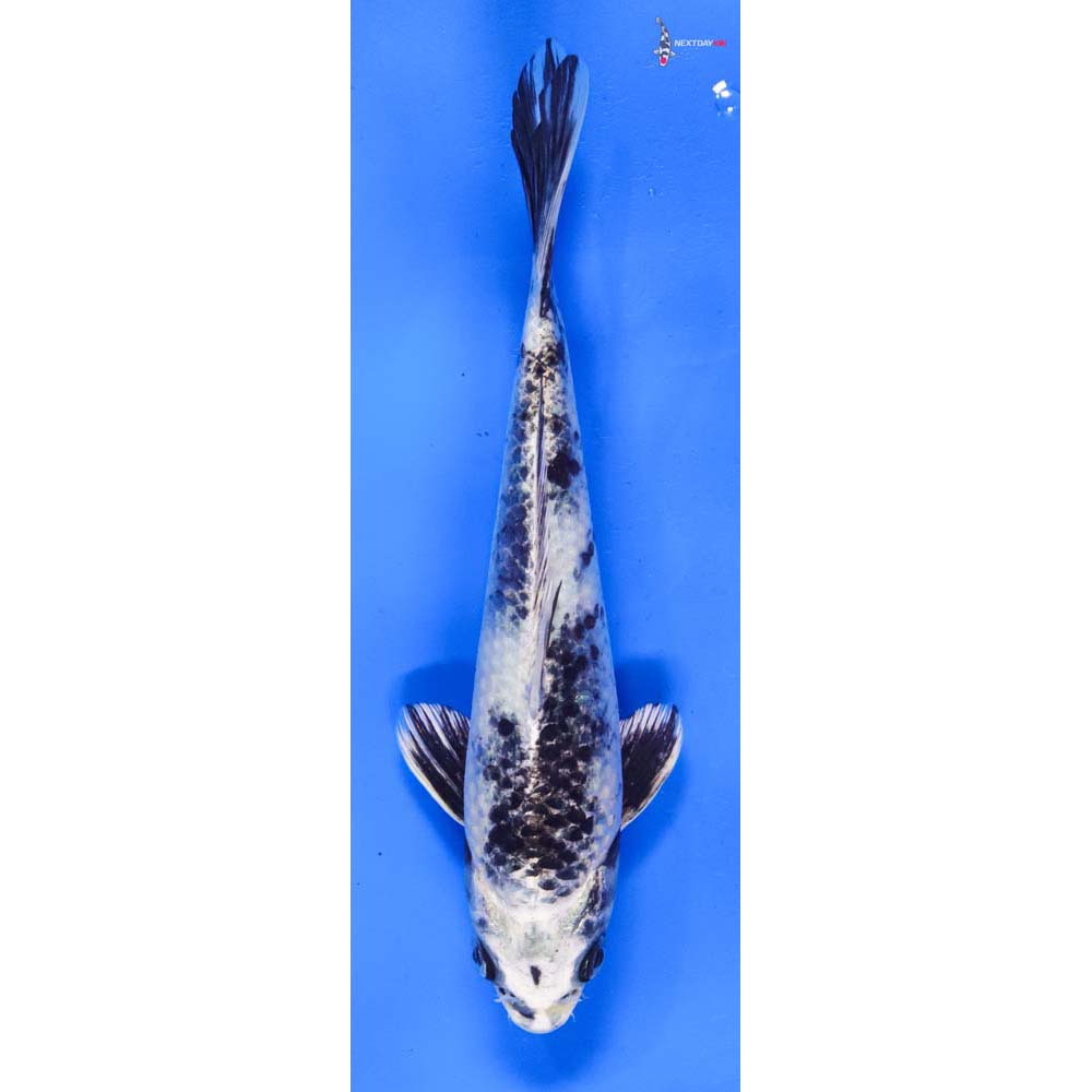 8” Imported Gin Shiro Utsuri