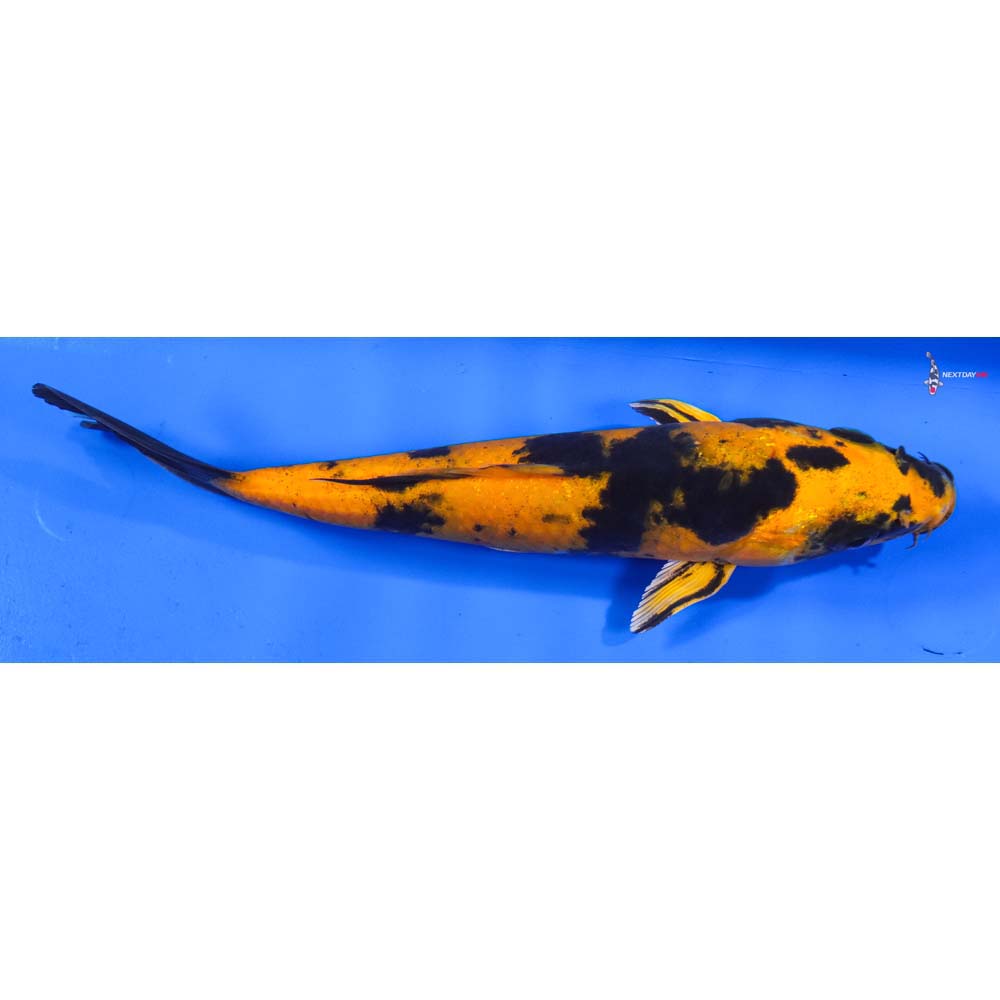 8” Imported Kin Ki Utsuri