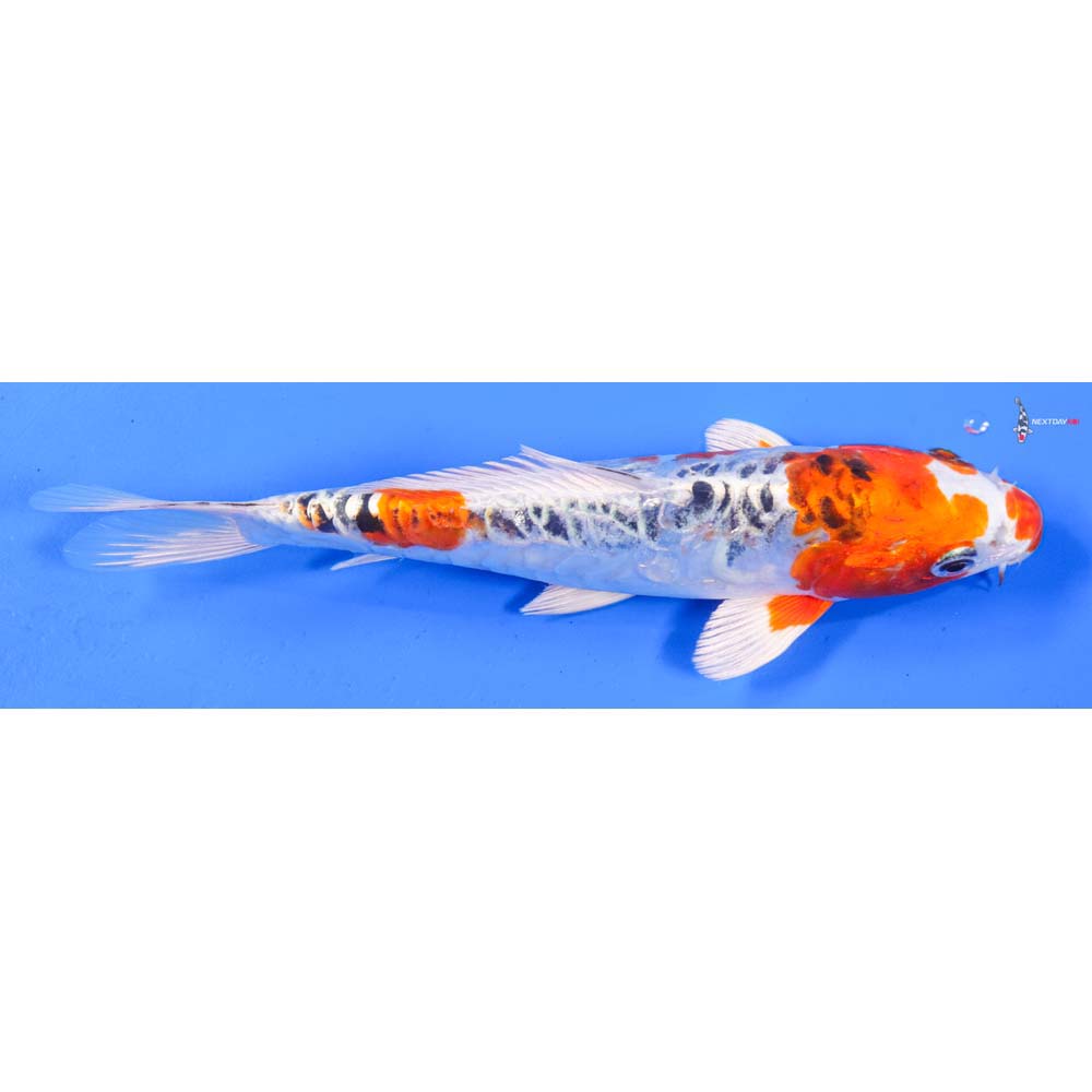 8” Imported Armor Scaled Kujaku