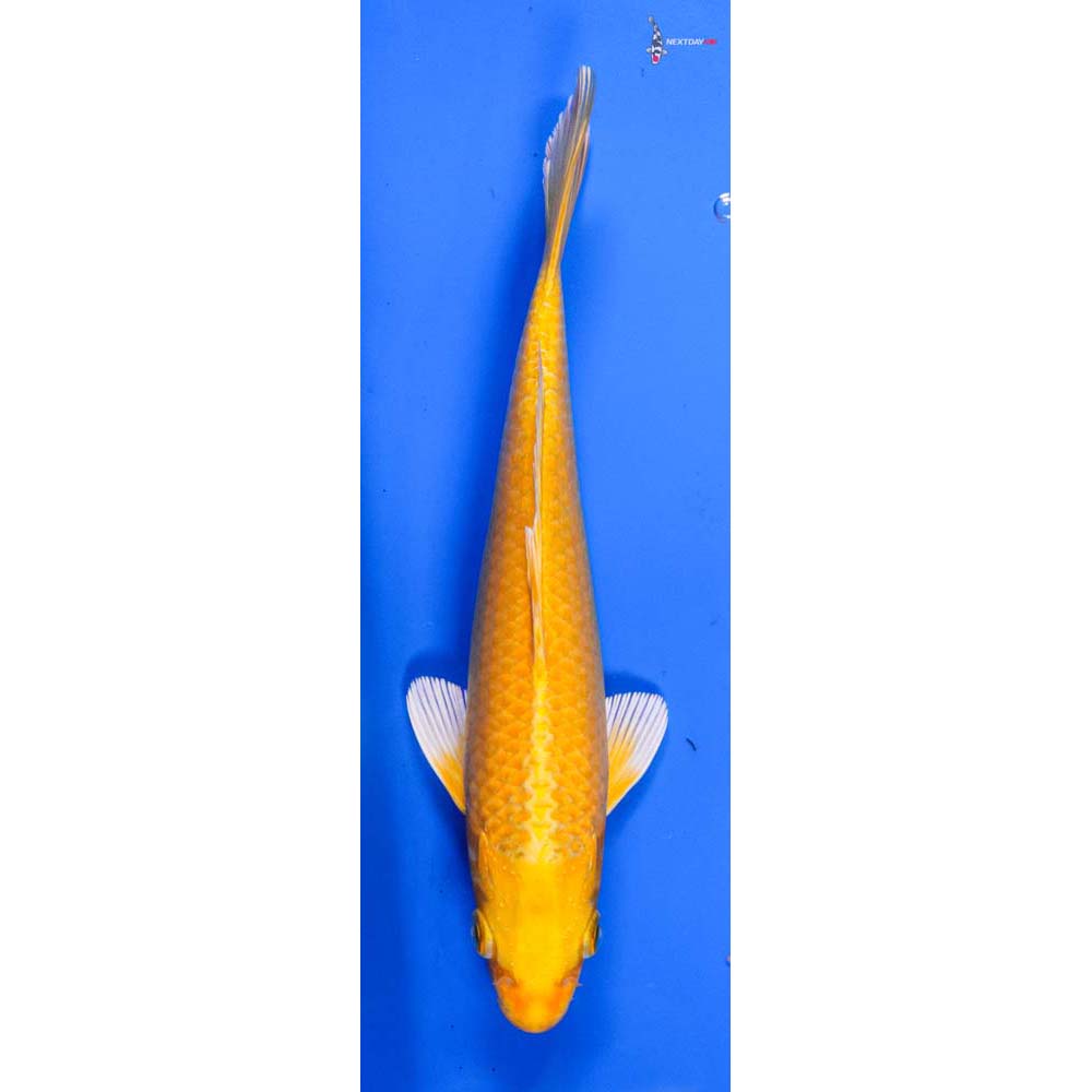 8” Imported Yamabuki Ogon