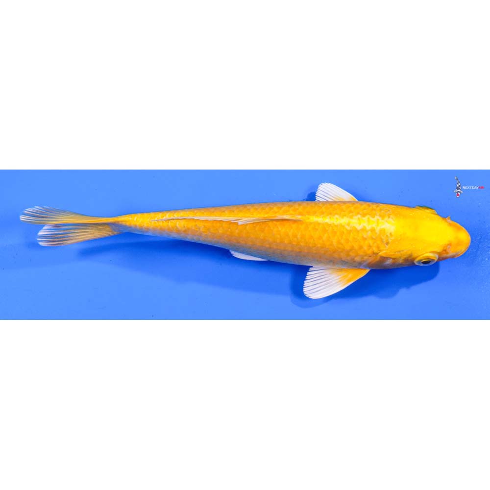 8” Imported Yamabuki Ogon