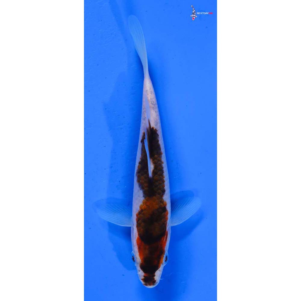 5” Imported Goromo