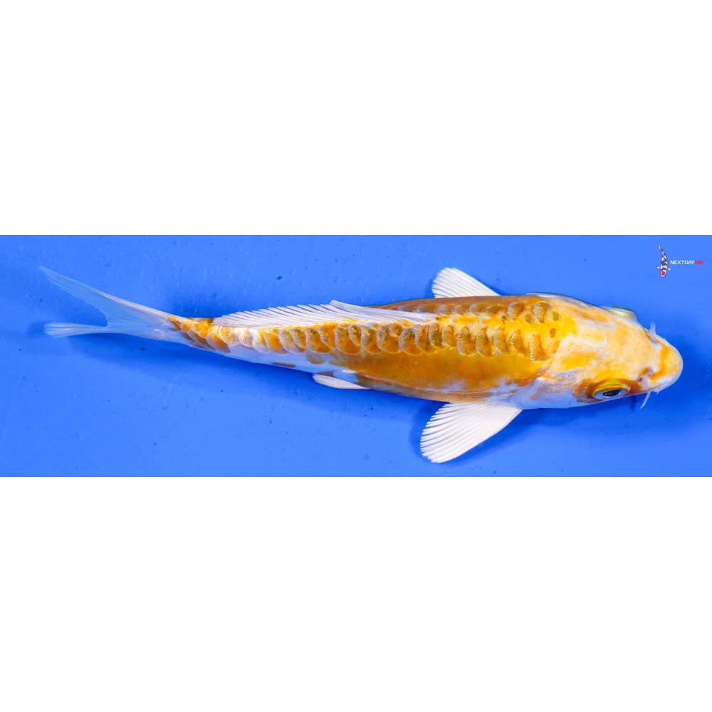 5” Imported Doitsu Lemon Hariwake