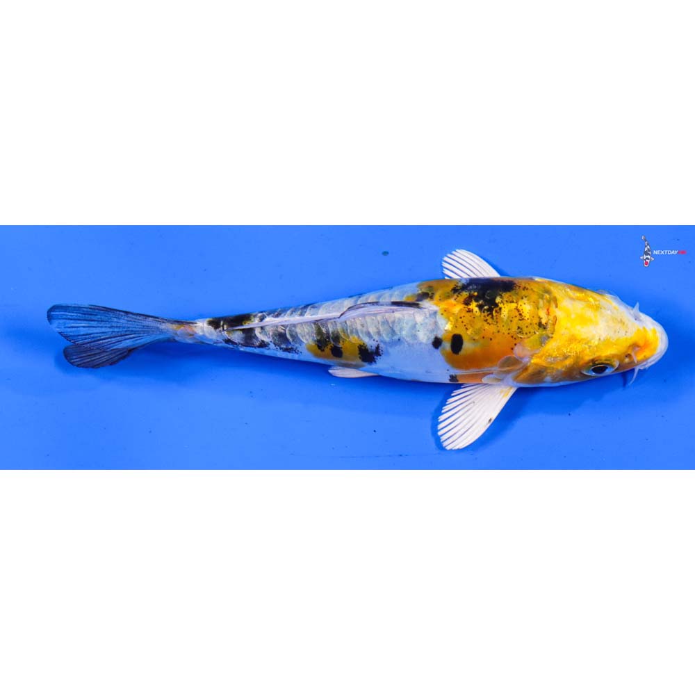 5” Imported Heisei Nishiki