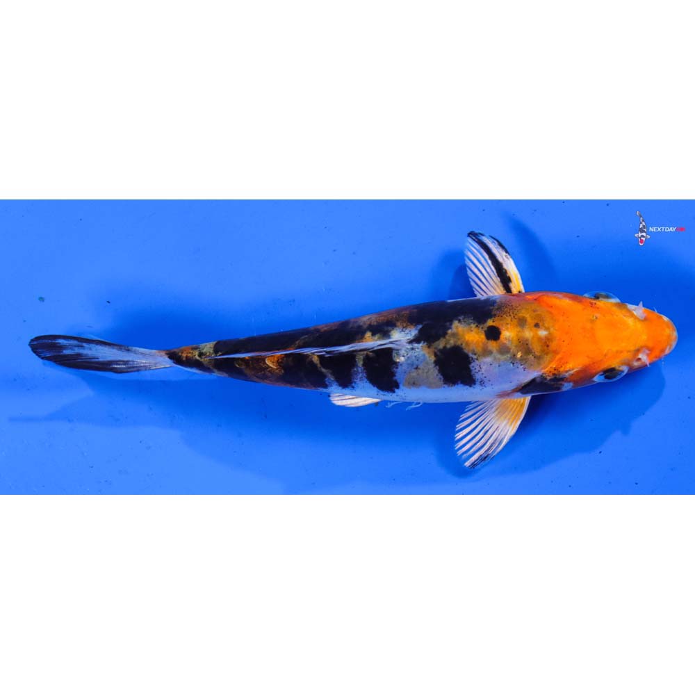 5” Imported Heisei Nishiki