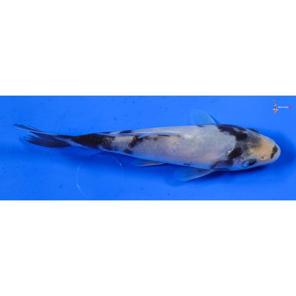 5” Imported Shiro Utsuri