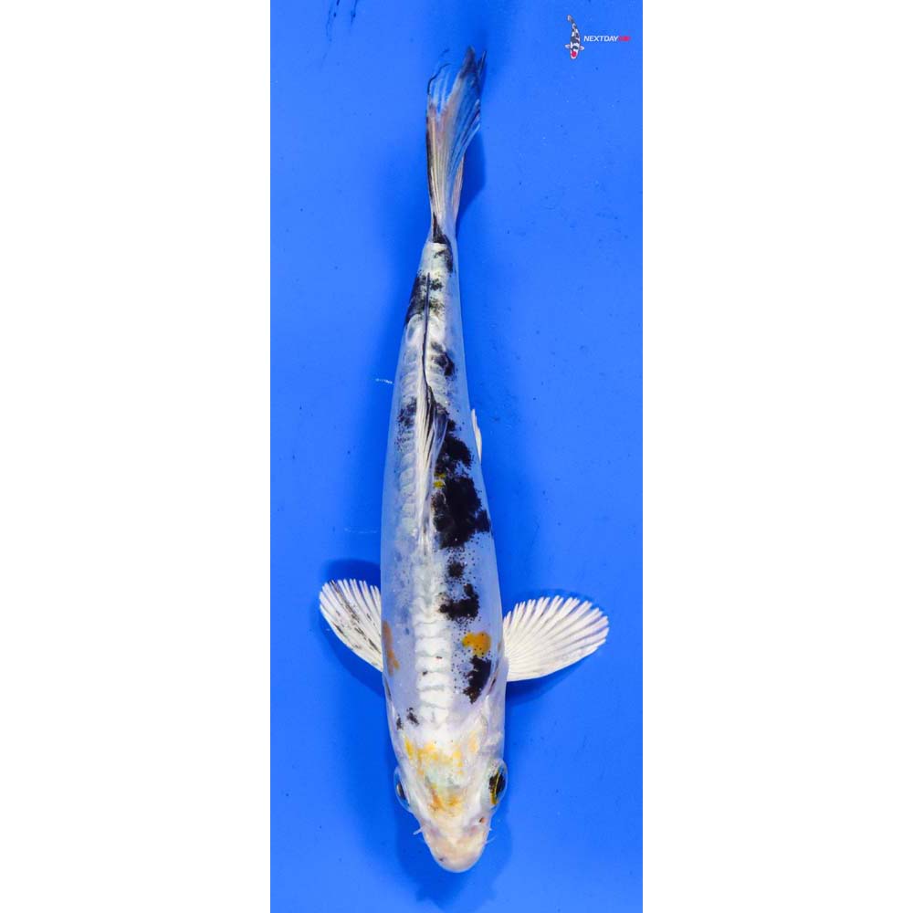 5” Imported Heisei Nishiki