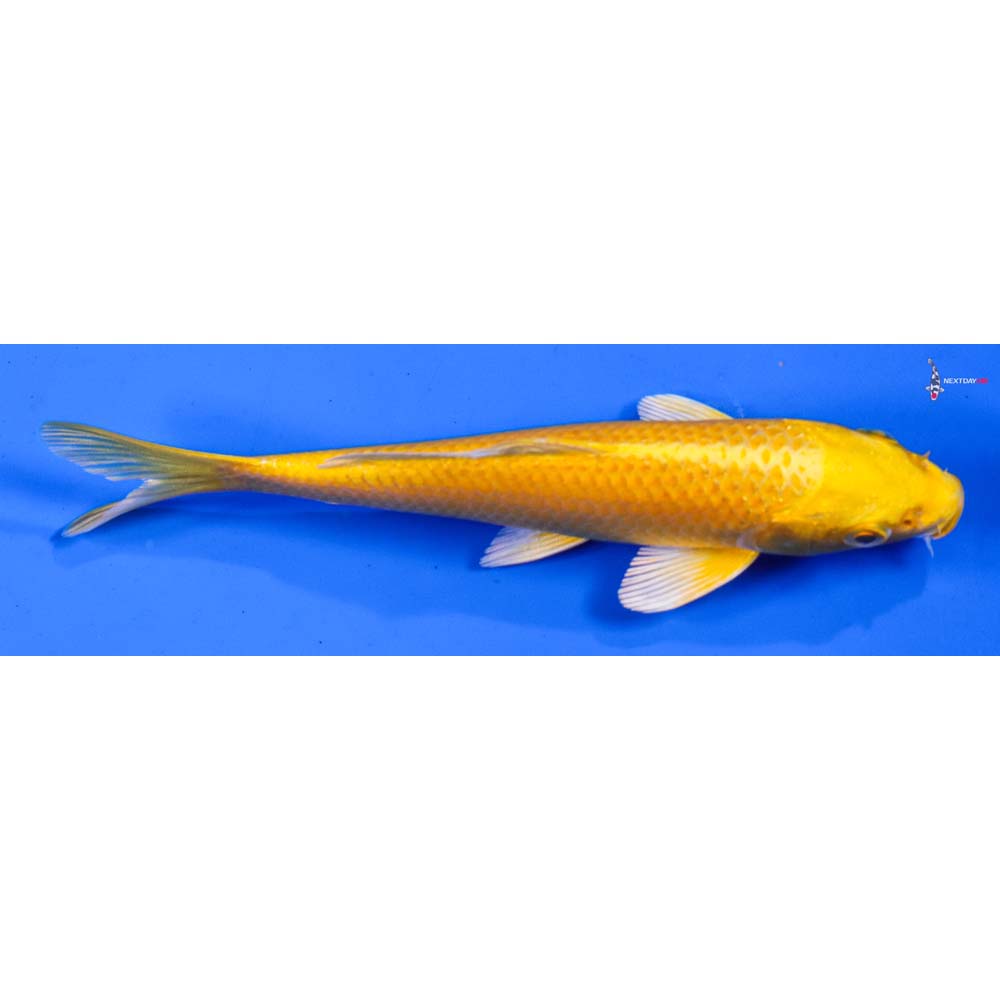 5” Imported Yamabuki Ogon