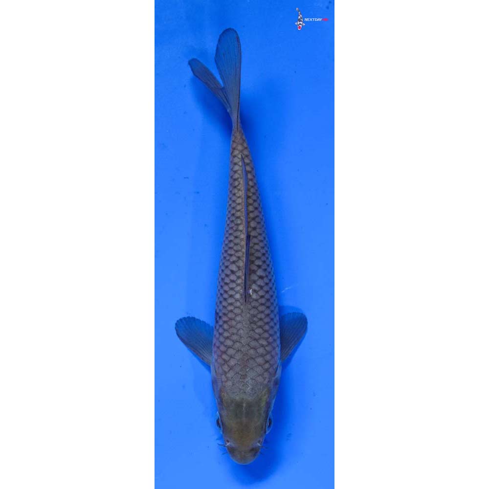 5” Imported Soragoi