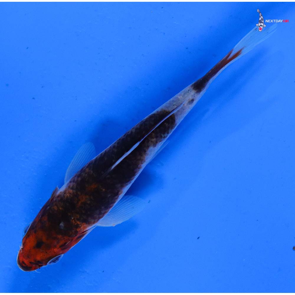 5” Imported Goromo