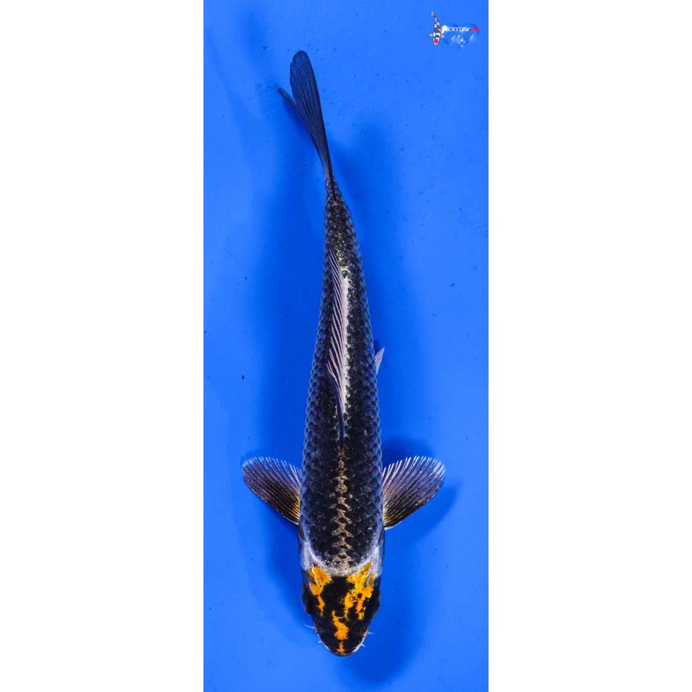 5.5” Imported Kujaku