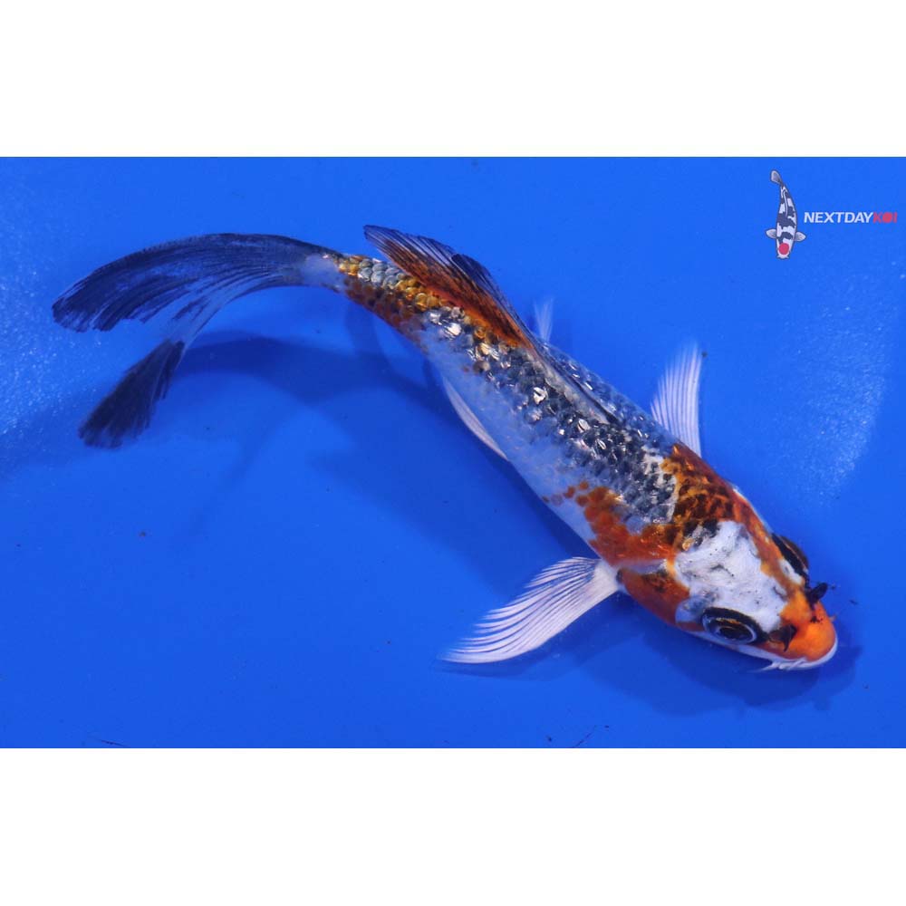 4.5” Imported Gin Rin Kujaku Butterfly Koi
