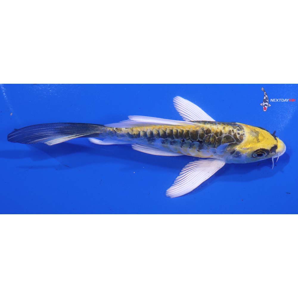 4.5” Imported Doitsu Kujaku Butterfly Koi