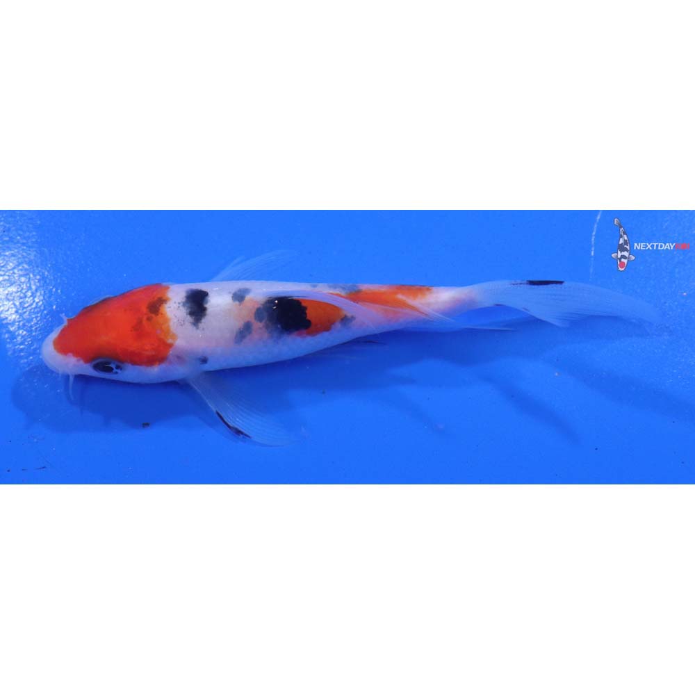 4” Imported Sanke Butterfly Koi