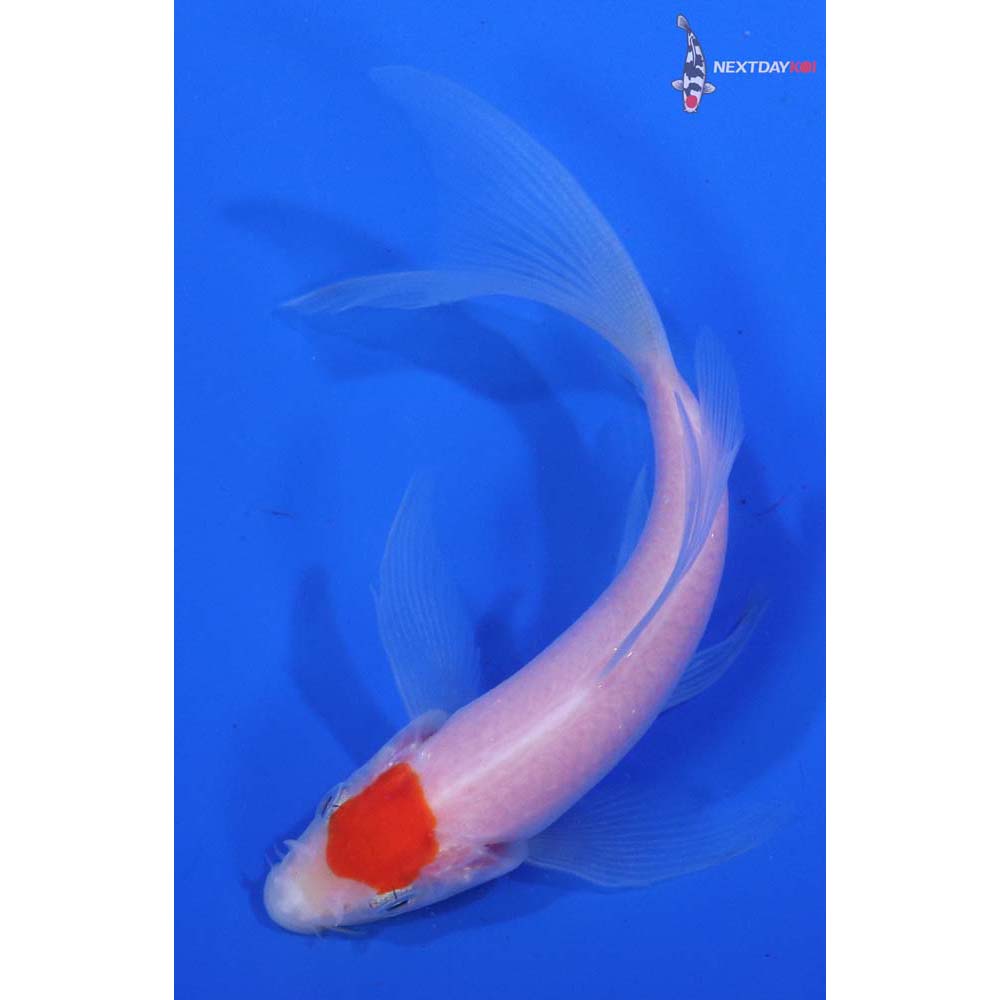 5” Imported Kohaku Butterfly Koi