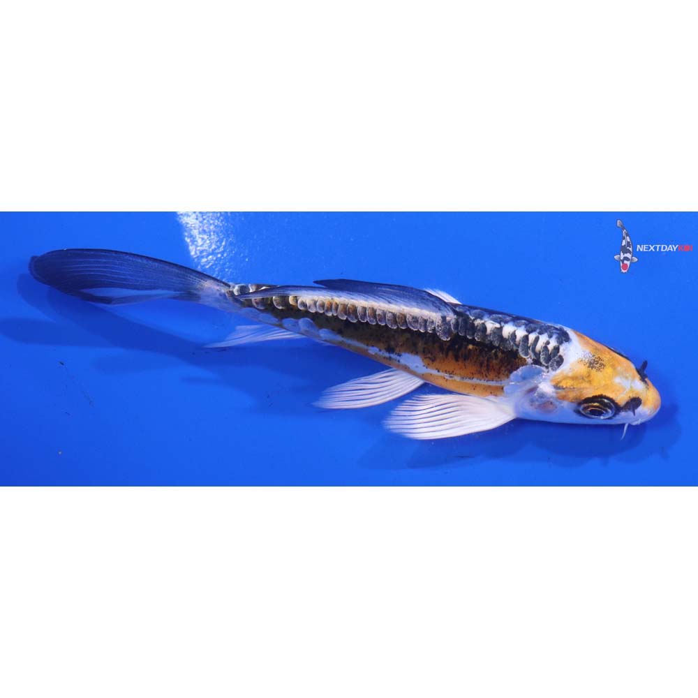 5” Imported Kin Kikokuryu Butterfly Koi